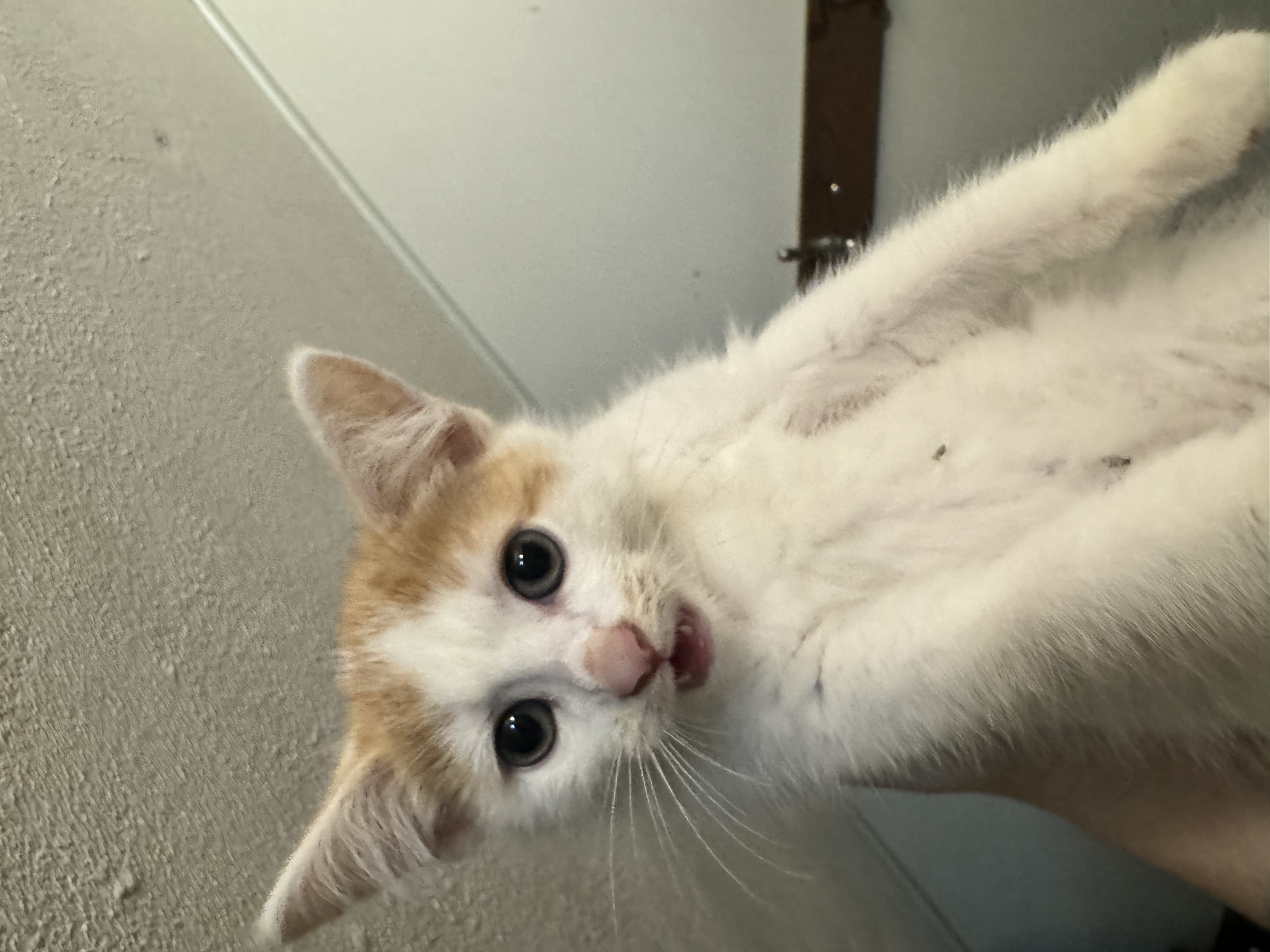 Creamsicle, a Adoptable Domestic Short Hair in Waseca, MN image 2/3