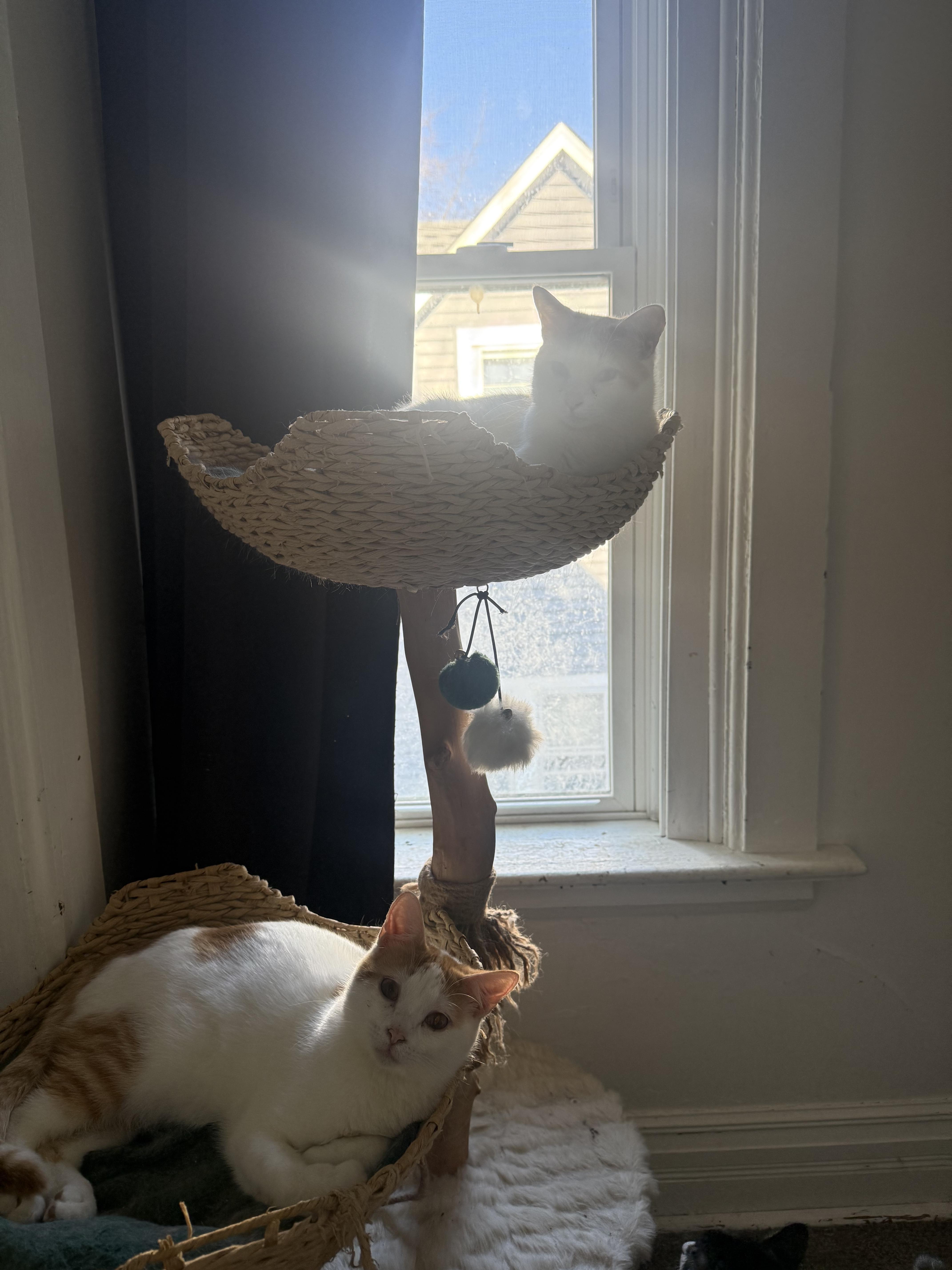 Creamsicle, a Adoptable Domestic Short Hair in Waseca, MN image 3/3