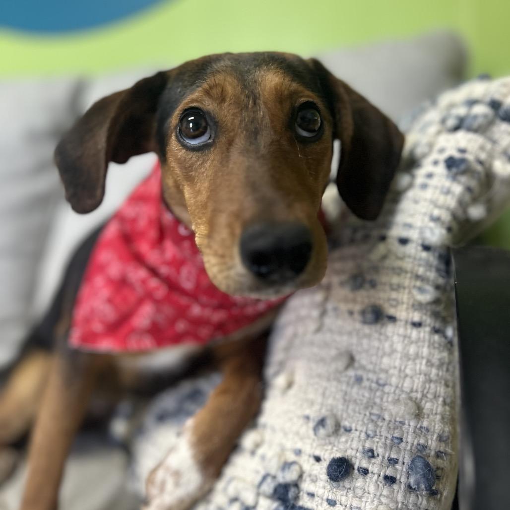 Enlarge Mae West, a Adoptable mixed breed in Brownsboro, AL image 1/6