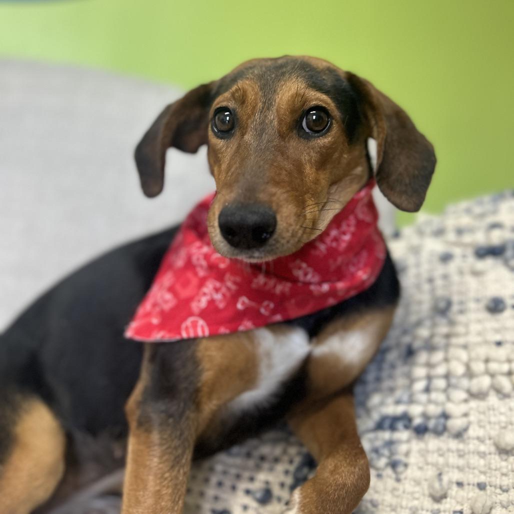 Enlarge Mae West, a Adoptable mixed breed in Brownsboro, AL image 2/6