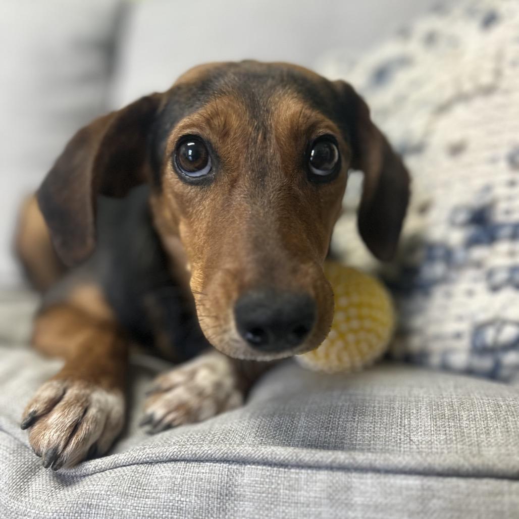 Enlarge Mae West, a Adoptable mixed breed in Brownsboro, AL image 3/6