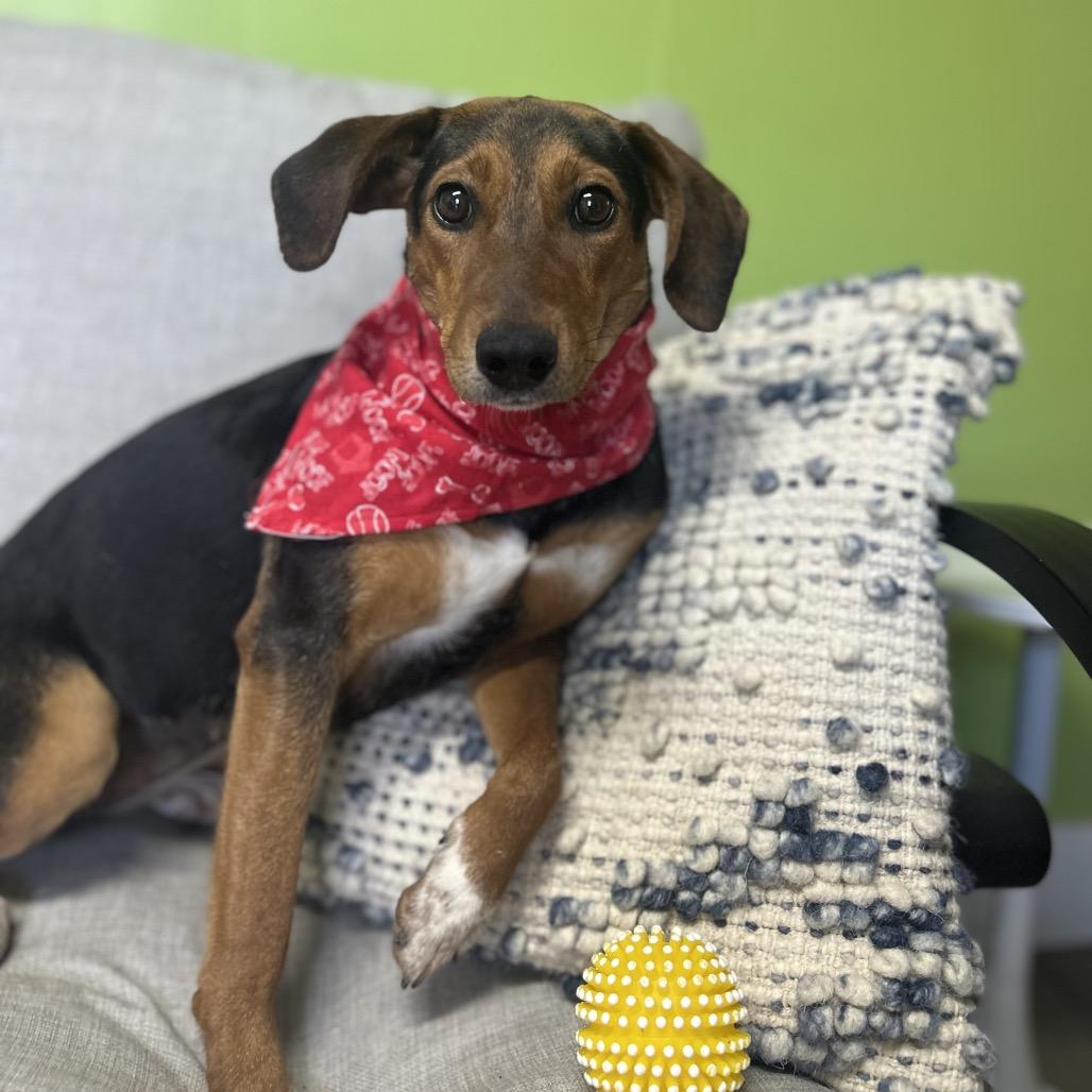 Enlarge Mae West, a Adoptable mixed breed in Brownsboro, AL image 4/6