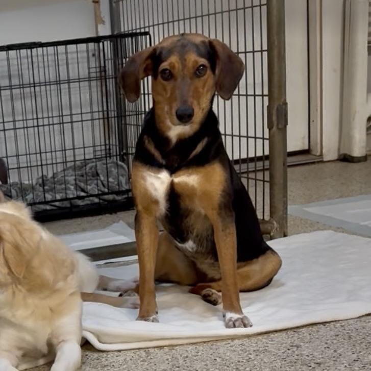 Enlarge Mae West, a Adoptable mixed breed in Brownsboro, AL image 5/6