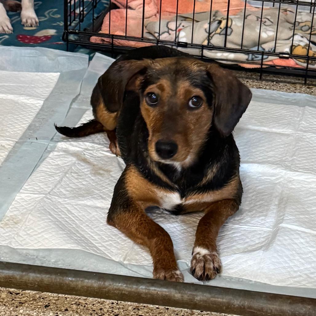 Enlarge Mae West, a Adoptable mixed breed in Brownsboro, AL image 6/6