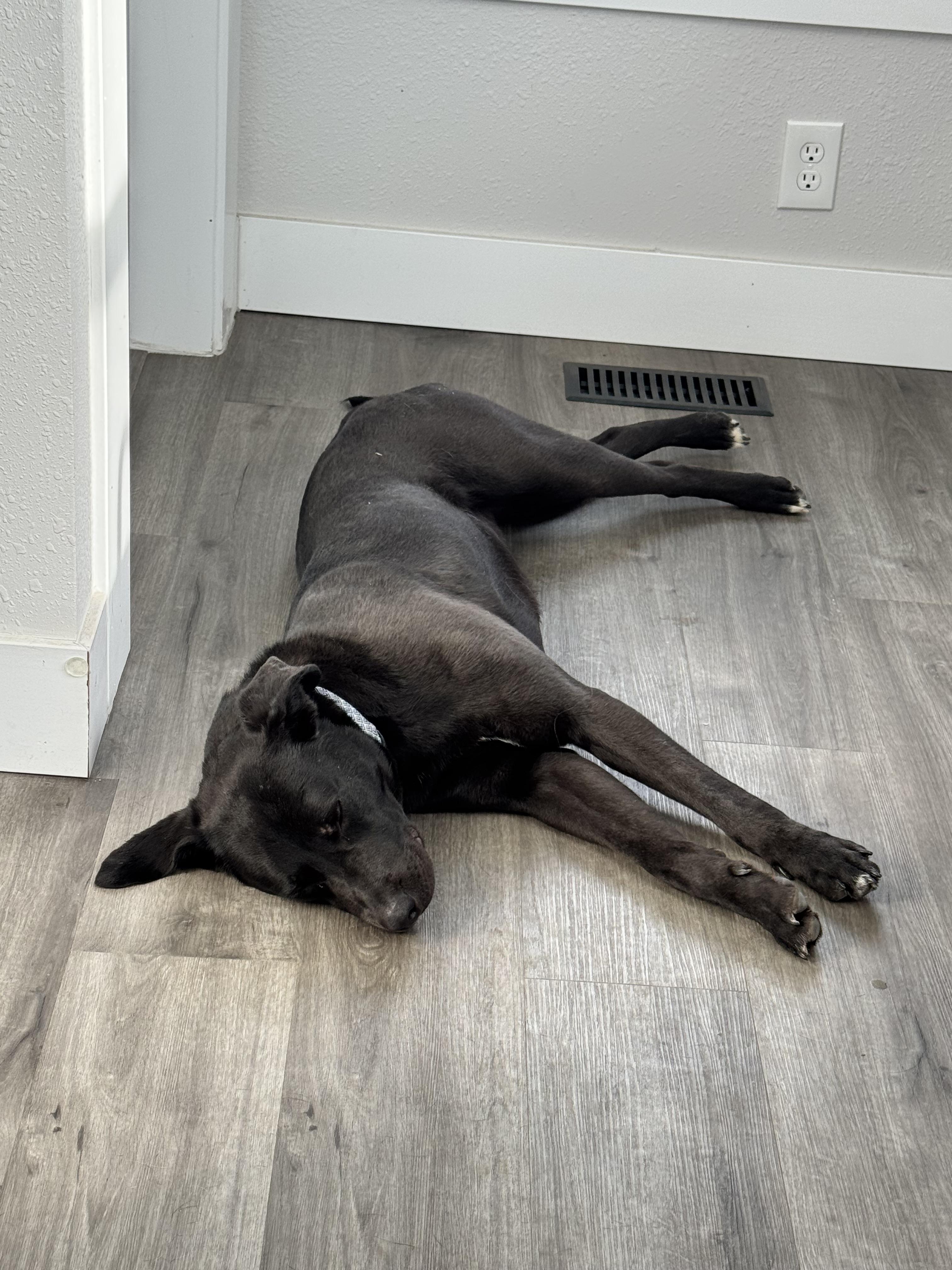 Enlarge Buckie, an adopted mixed breed in O Fallon, IL image 4/4