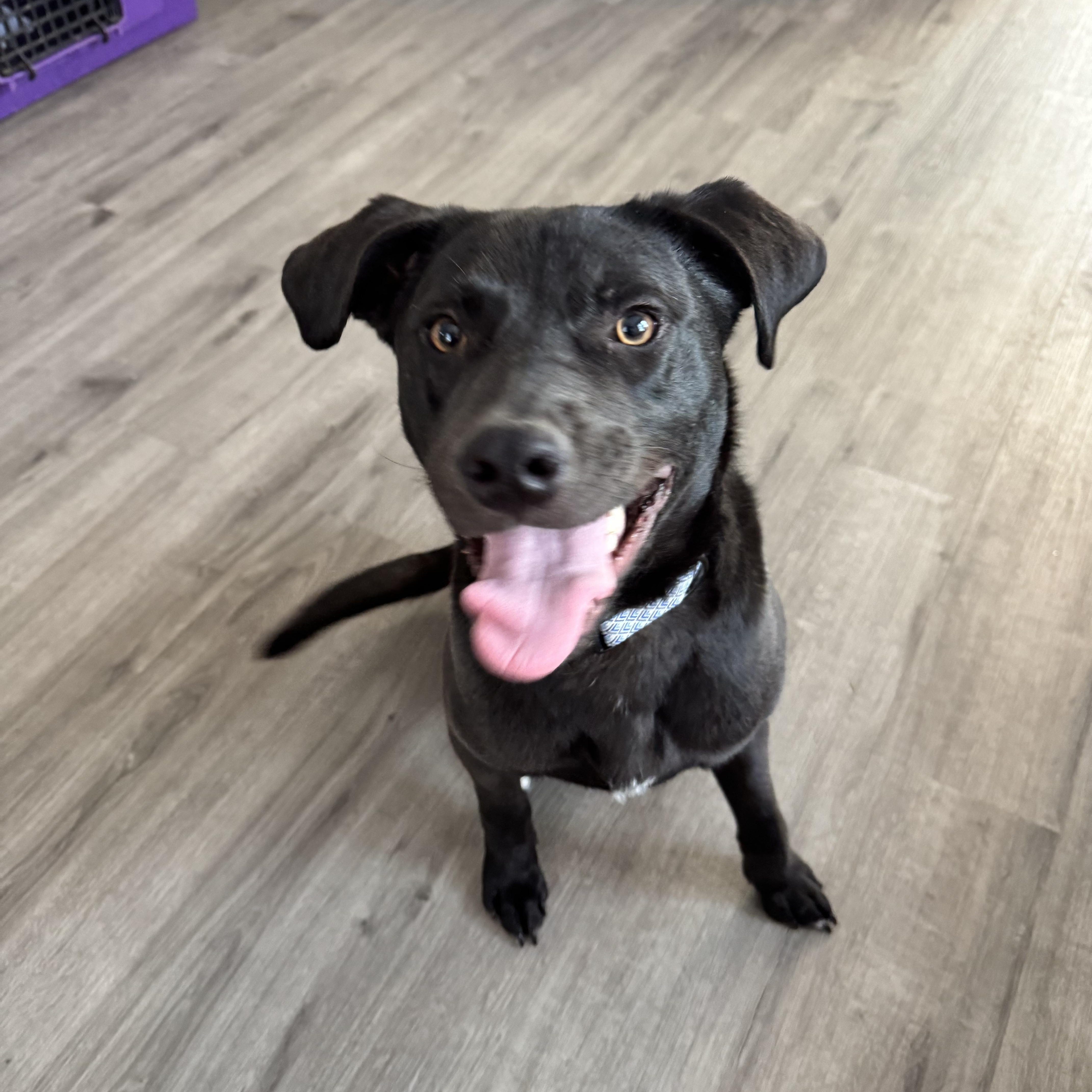 Enlarge Buckie, an adopted mixed breed in O Fallon, IL image 2/4