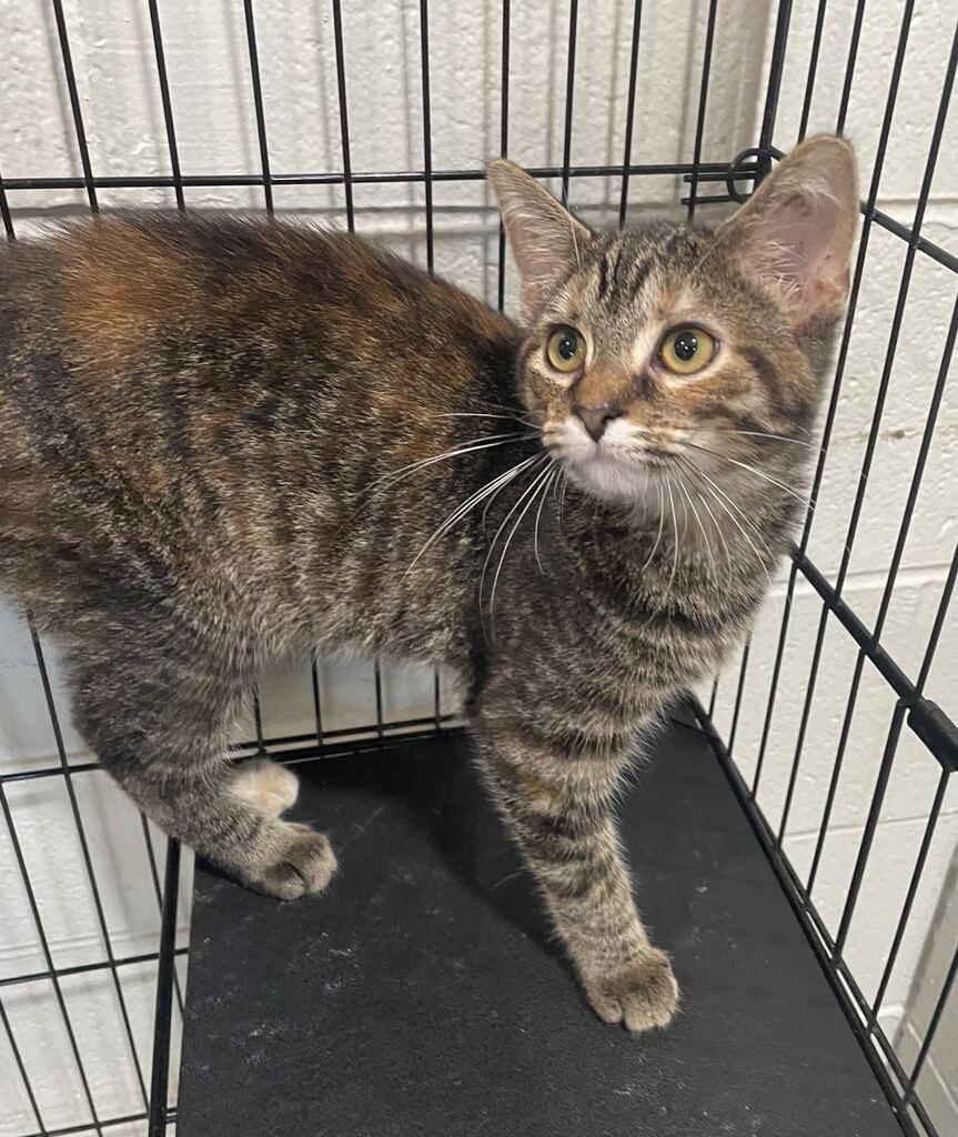Enlarge Autumn, a Adoptable Domestic Short Hair in Jackson, MI image 2/6