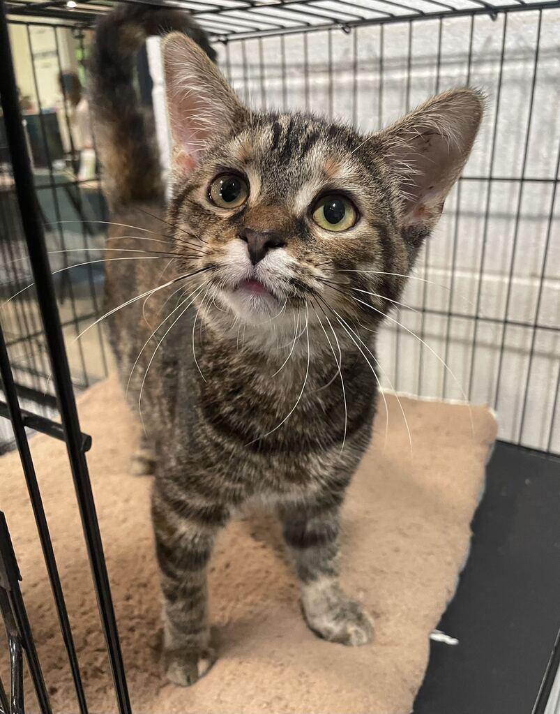 Autumn, Adoptable, Young Female Domestic Short Hair.