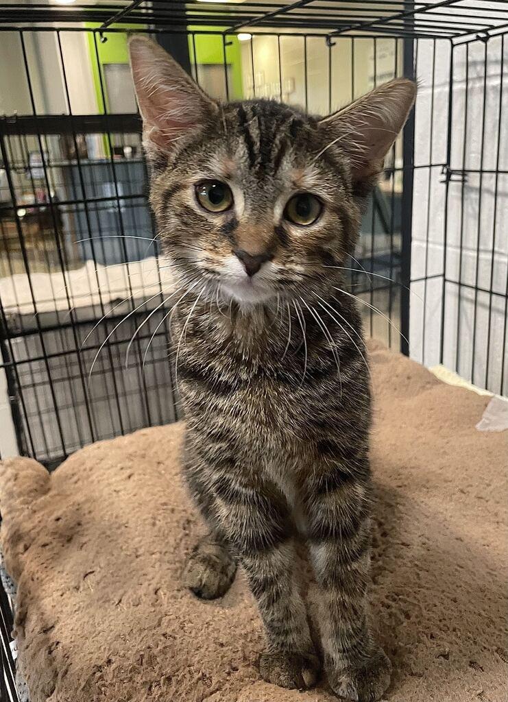 Enlarge Autumn, a Adoptable Domestic Short Hair in Jackson, MI image 3/6