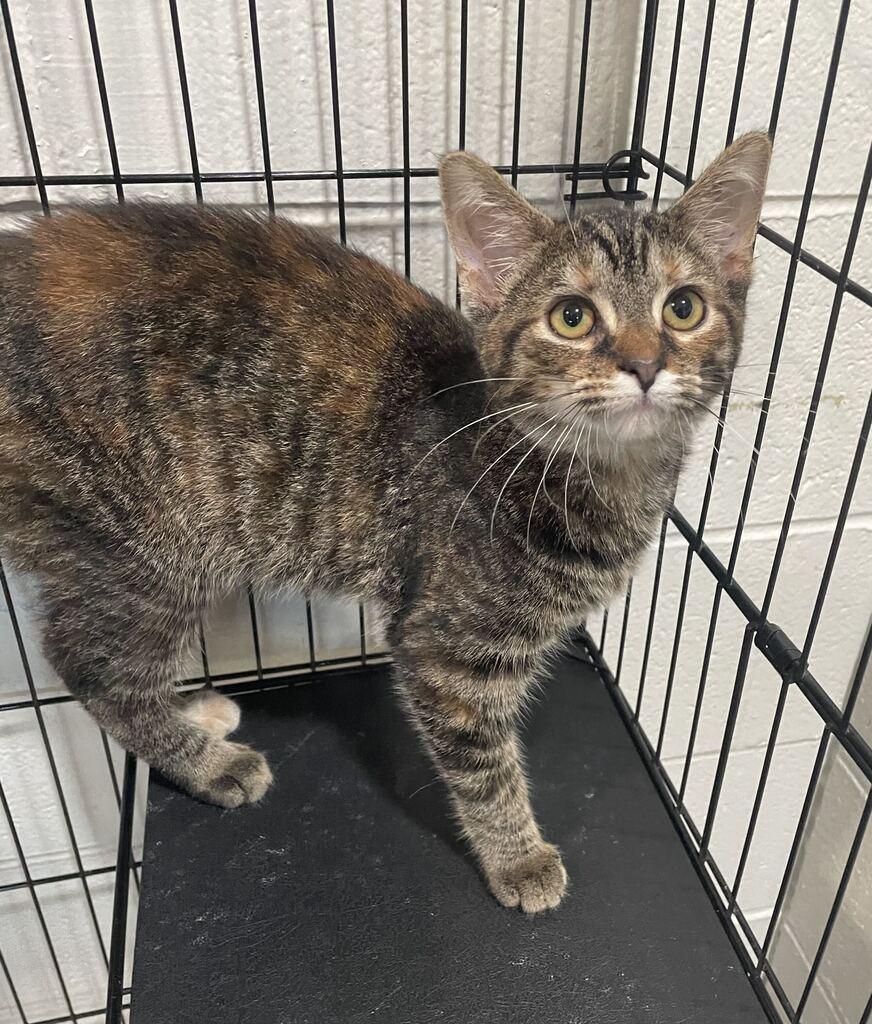 Enlarge Autumn, a Adoptable Domestic Short Hair in Jackson, MI image 6/6