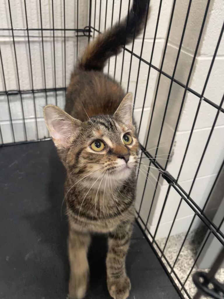 Enlarge Autumn, a Adoptable Domestic Short Hair in Jackson, MI image 5/6