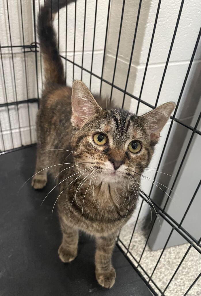 Enlarge Autumn, a Adoptable Domestic Short Hair in Jackson, MI image 4/6