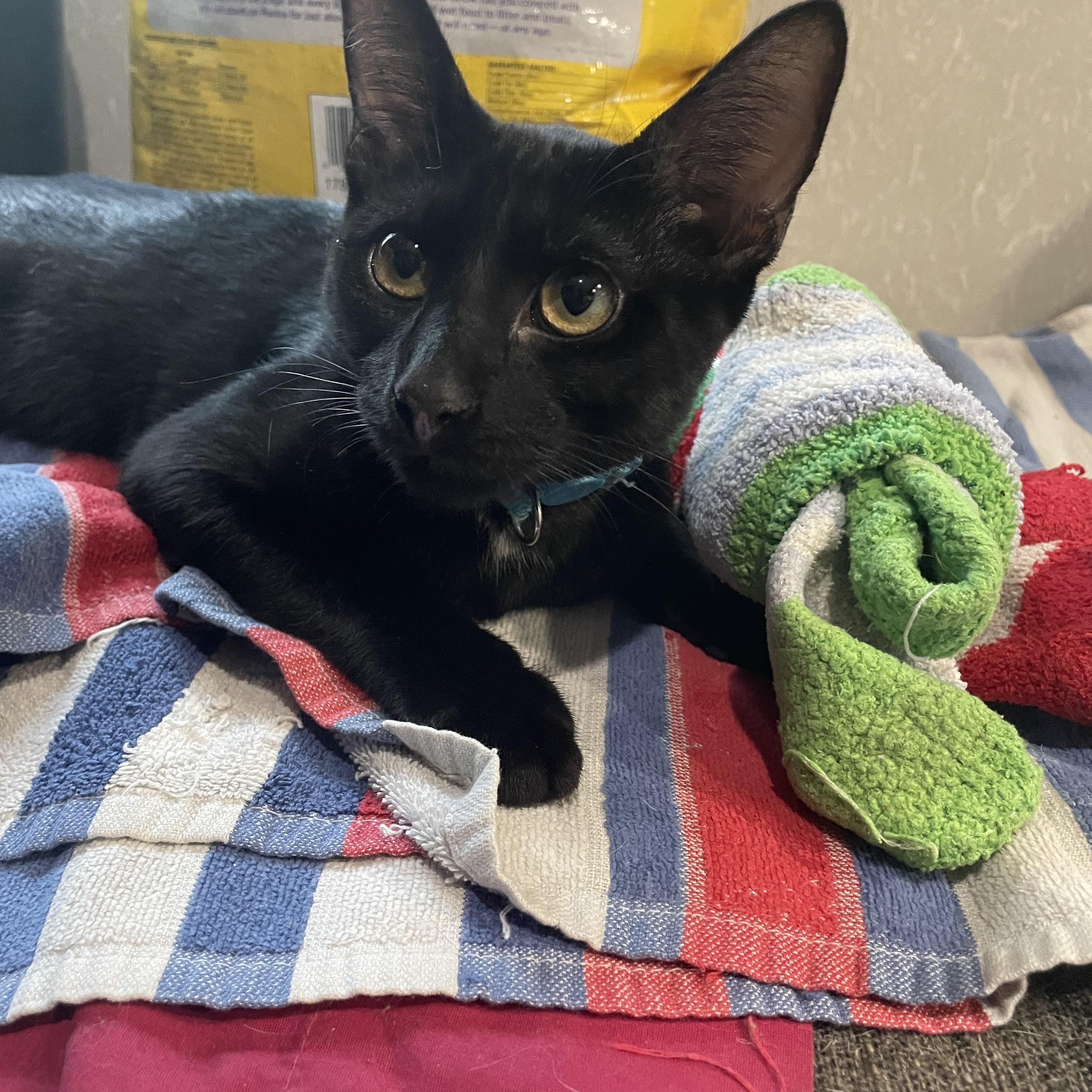 Enlarge Salem boy, a Adoptable Domestic Short Hair in Parkland, FL image 2/3