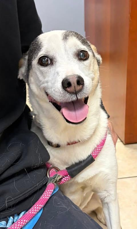 Enlarge Gladys, an adoptable mixed breed in Albany, NY image 4/4