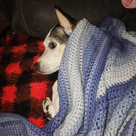 Enlarge Gladys, an adoptable mixed breed in Albany, NY image 3/4