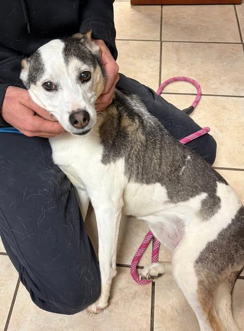 Enlarge Gladys, an adoptable mixed breed in Albany, NY image 2/4