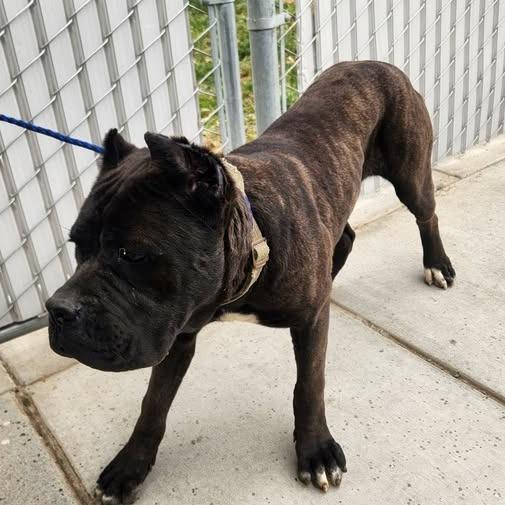 26-383, Adoptable, Puppy Male Cane Corso.