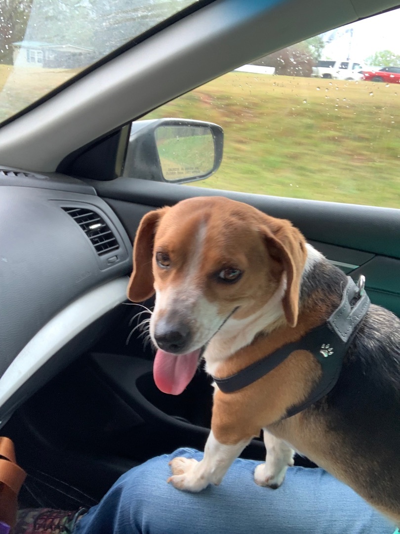 Enlarge Lucy, a Adopted Beagle in Douglasville, GA image 1/4