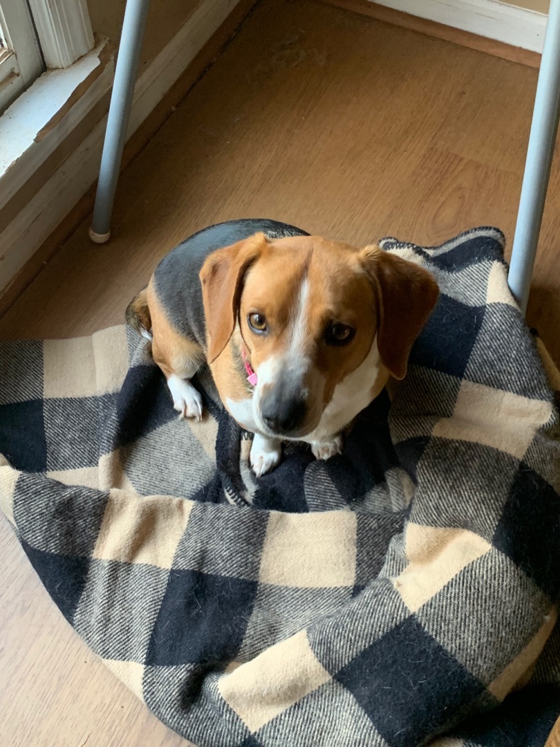 Enlarge Lucy, a Adopted Beagle in Douglasville, GA image 2/4