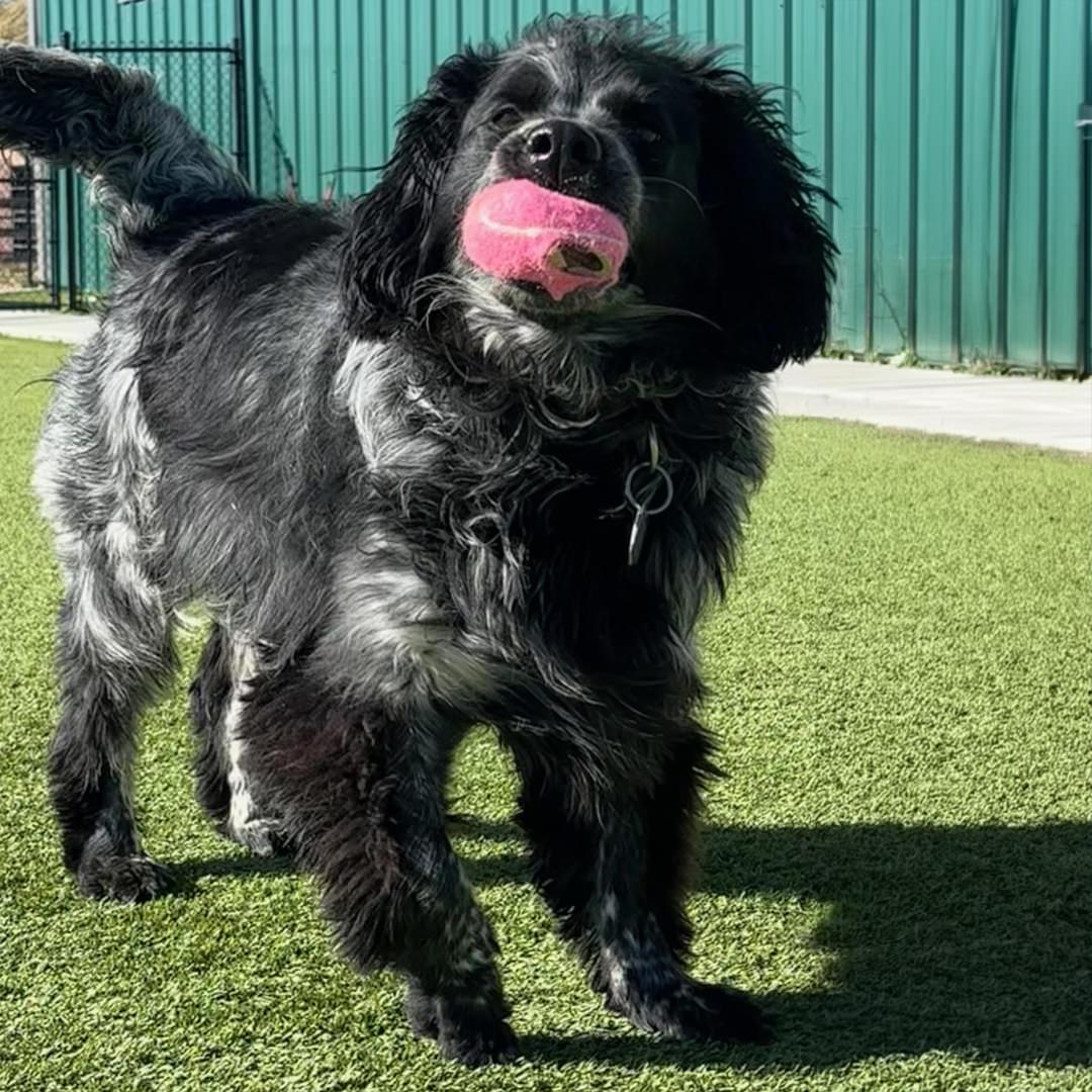 Enlarge Panda, a Adoptable mixed breed in Salt Lake City, UT image 2/6