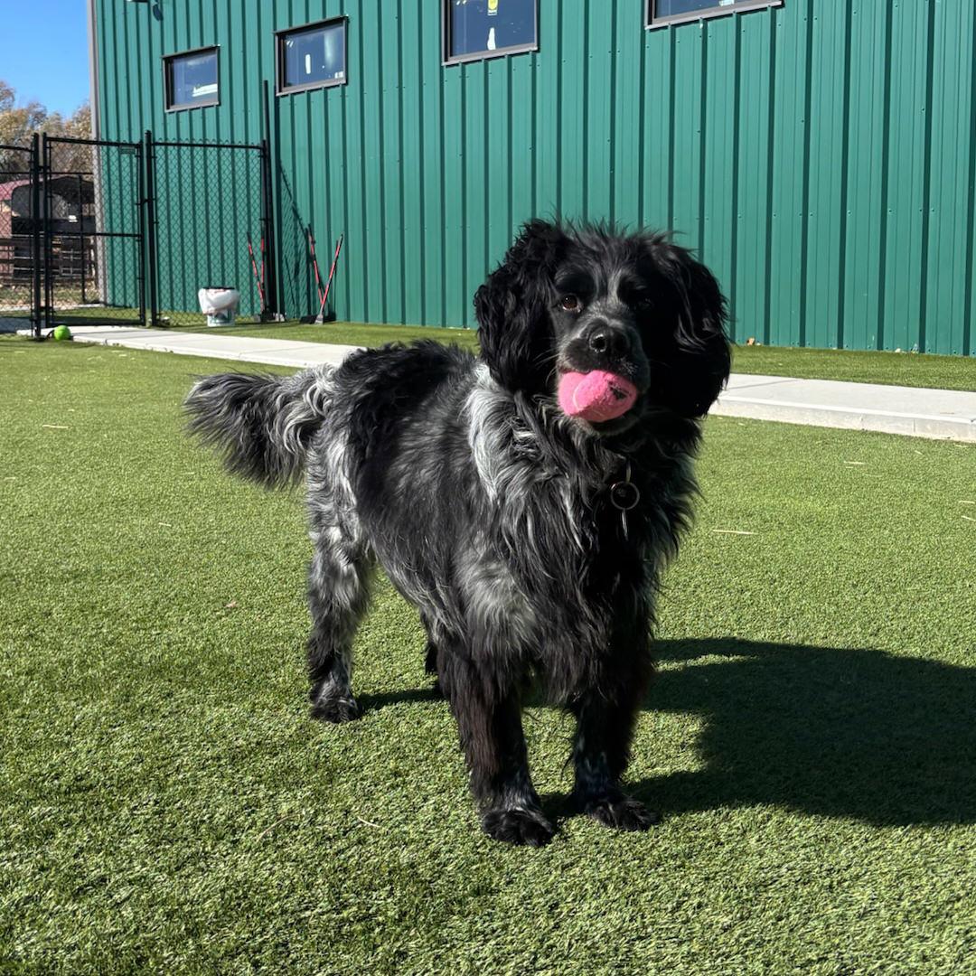 Enlarge Panda, a Adoptable mixed breed in Salt Lake City, UT image 5/6
