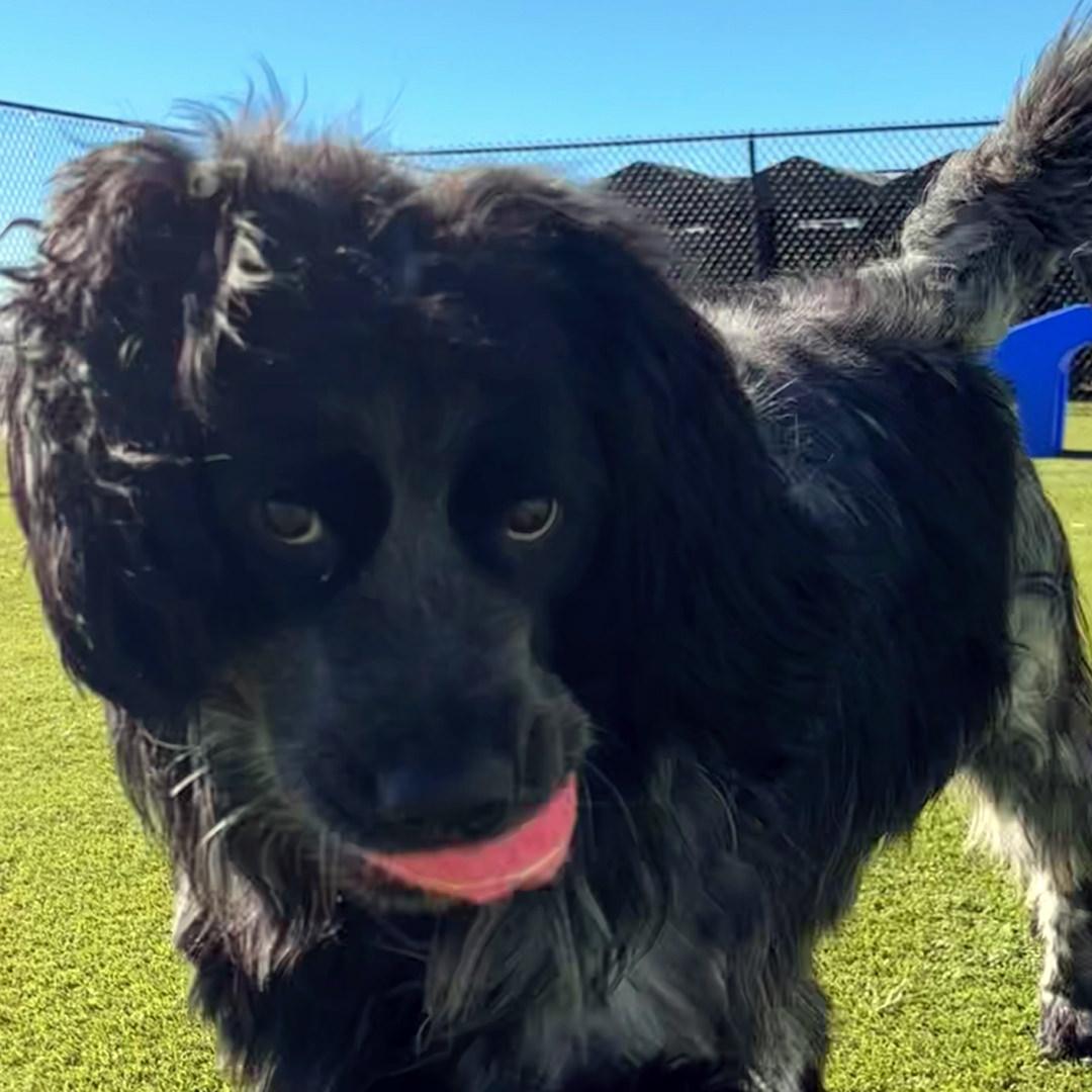 Panda, Adoptable, Adult Male English Springer Spaniel & Australian Shepherd.
