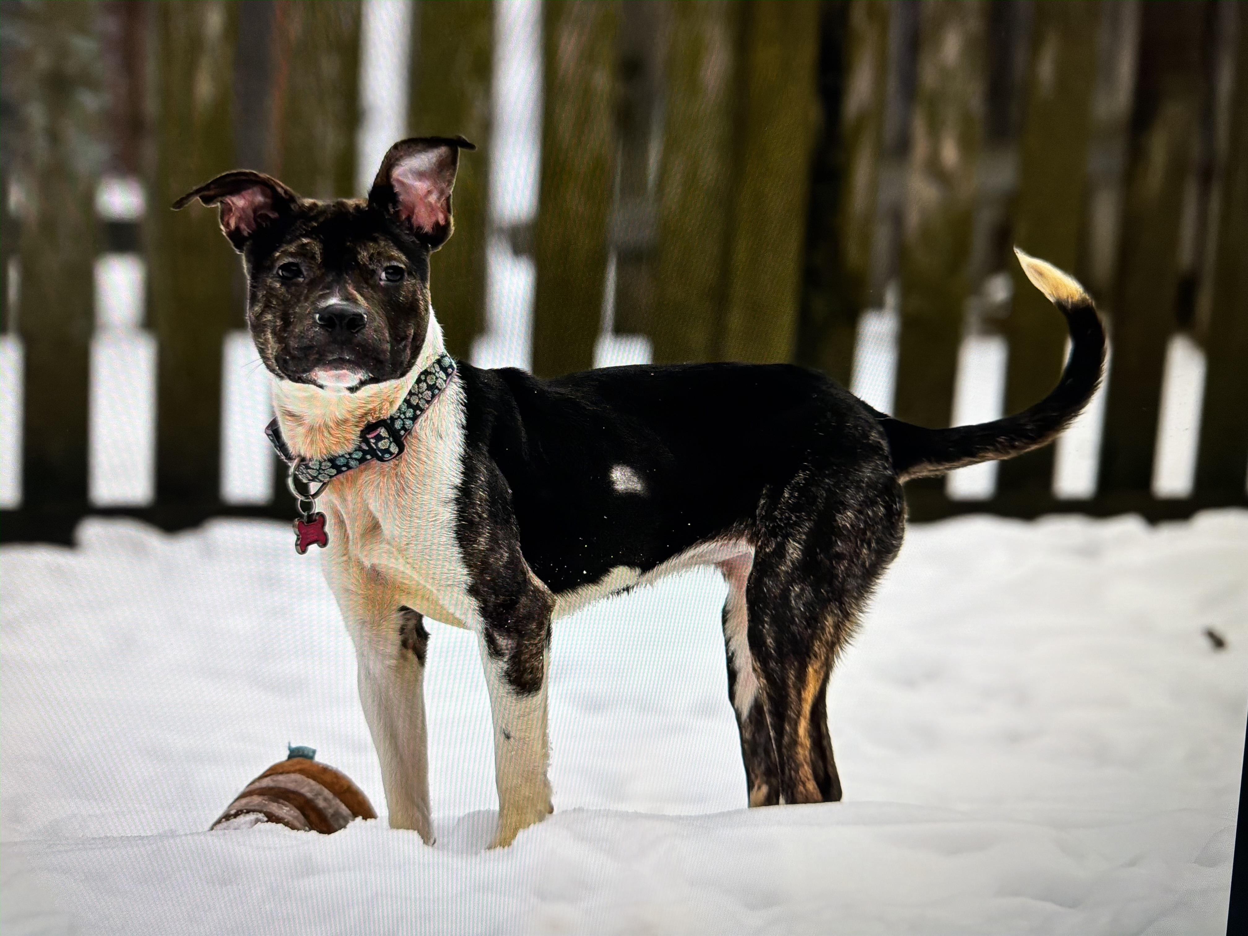 Enlarge Reign, a ADOPTABLE mixed breed in Libertyville, IL image 1/4