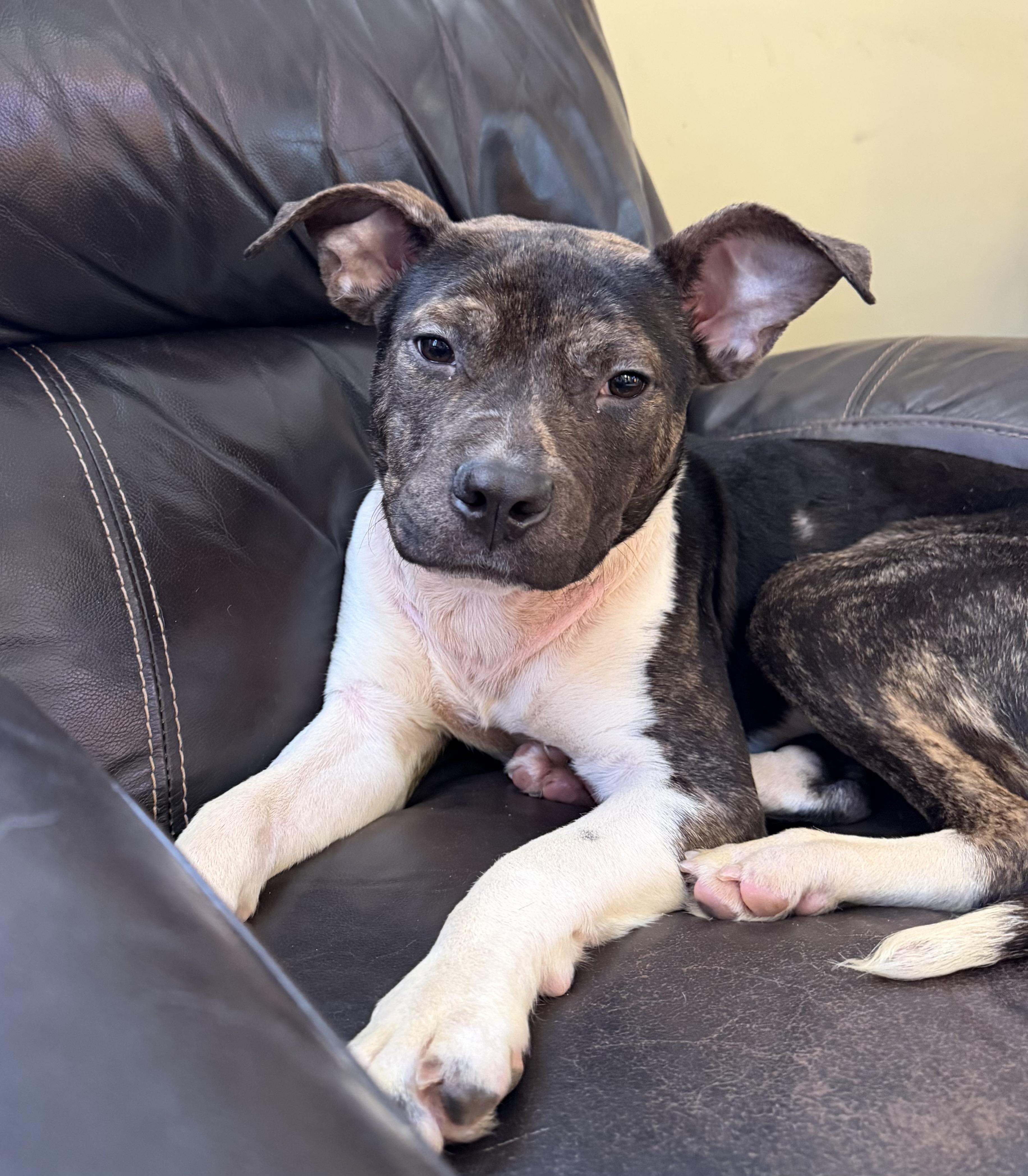 Enlarge Reign, a ADOPTABLE mixed breed in Libertyville, IL image 4/4