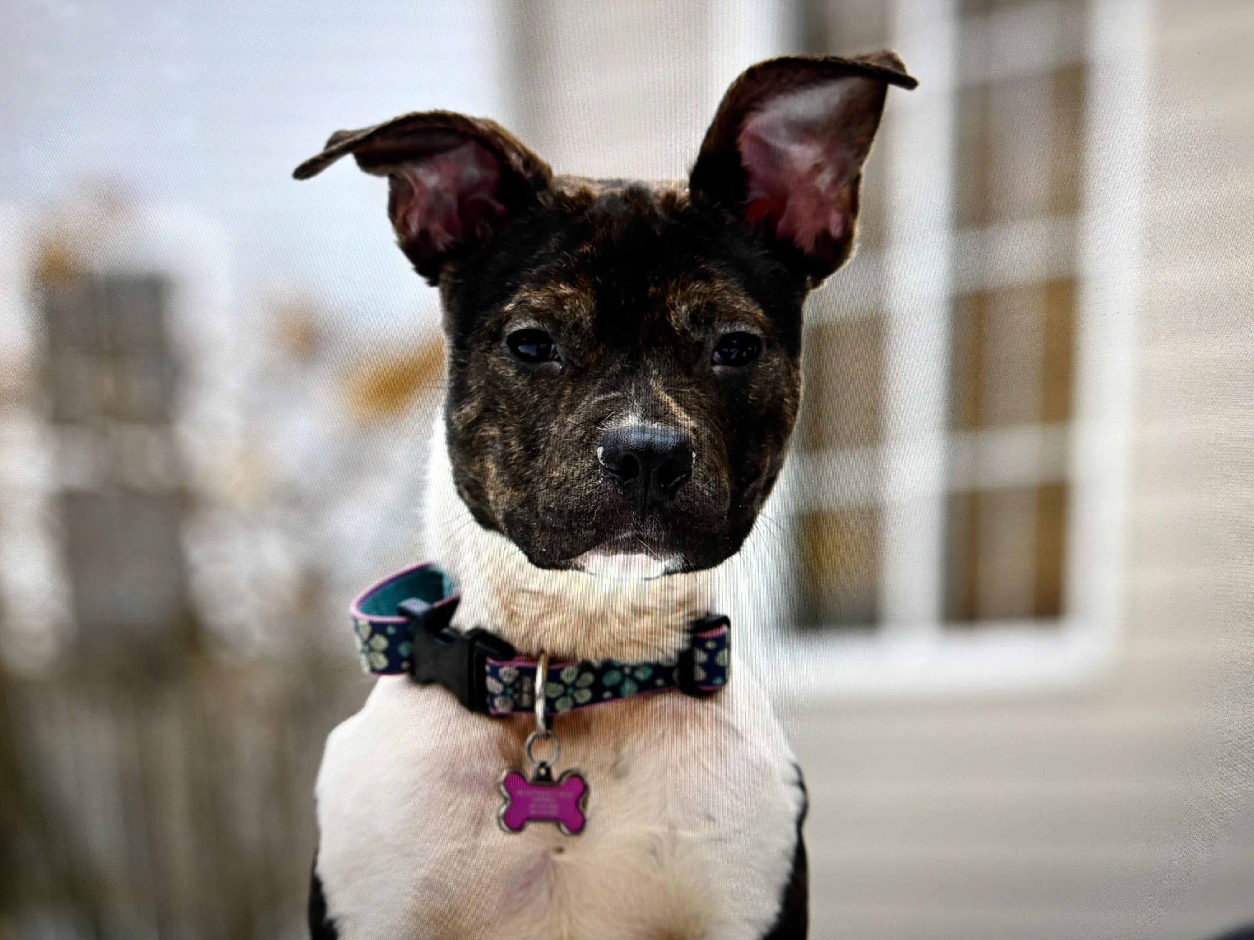Enlarge Reign, a ADOPTABLE mixed breed in Libertyville, IL image 2/4