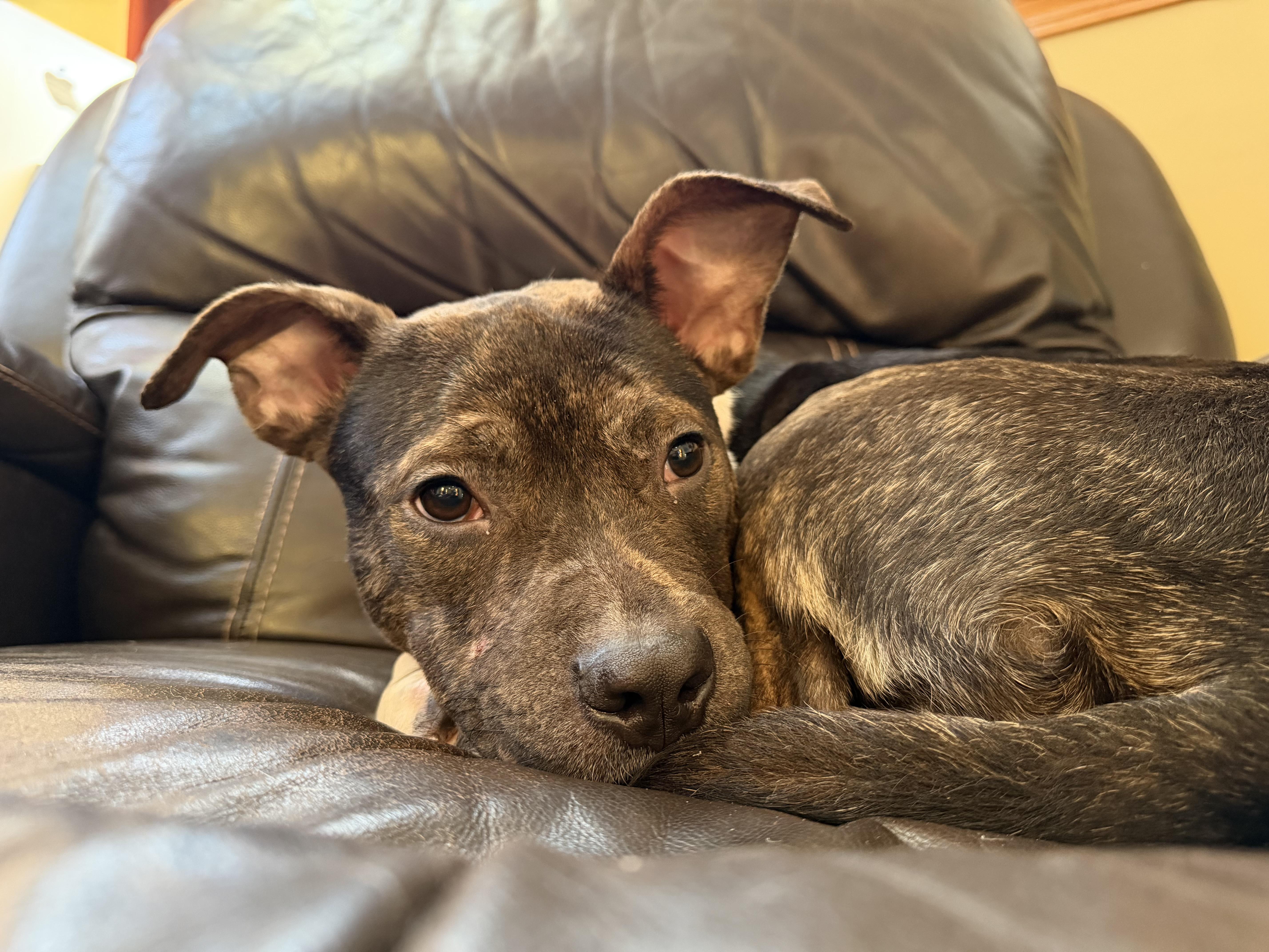 Enlarge Reign, a ADOPTABLE mixed breed in Libertyville, IL image 3/4