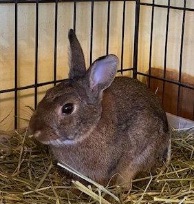 Bugsy, Adoptable, Young Male Bunny Rabbit.