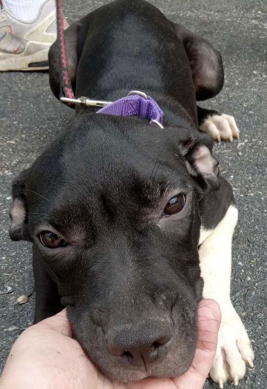 Enlarge Shaggy 3 mths, a Adopted Boxer in Sterling, MA image 1/1