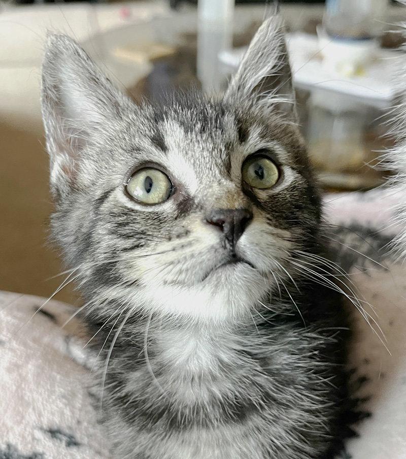 Lumpy, Adoptable, Kitten Male Domestic Short Hair.