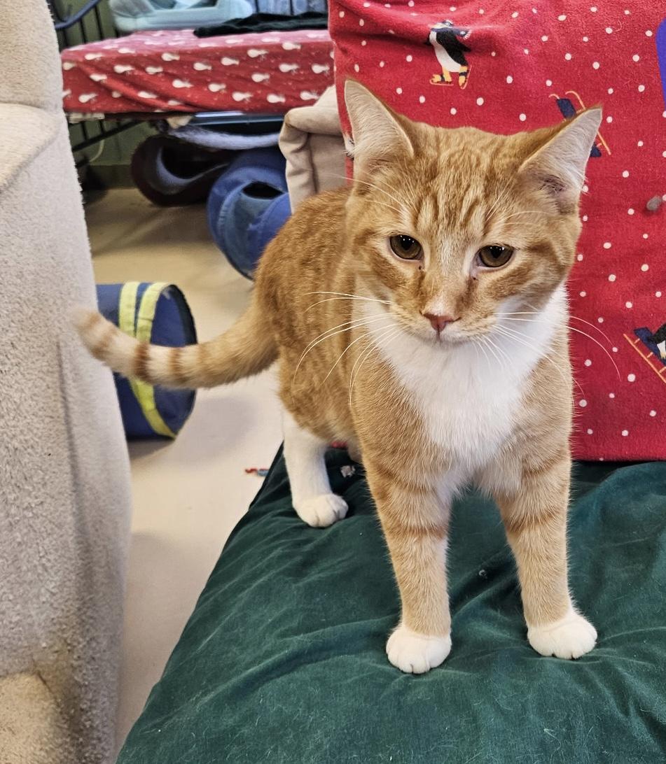 Todd, Adoptable, Young Male Domestic Short Hair.