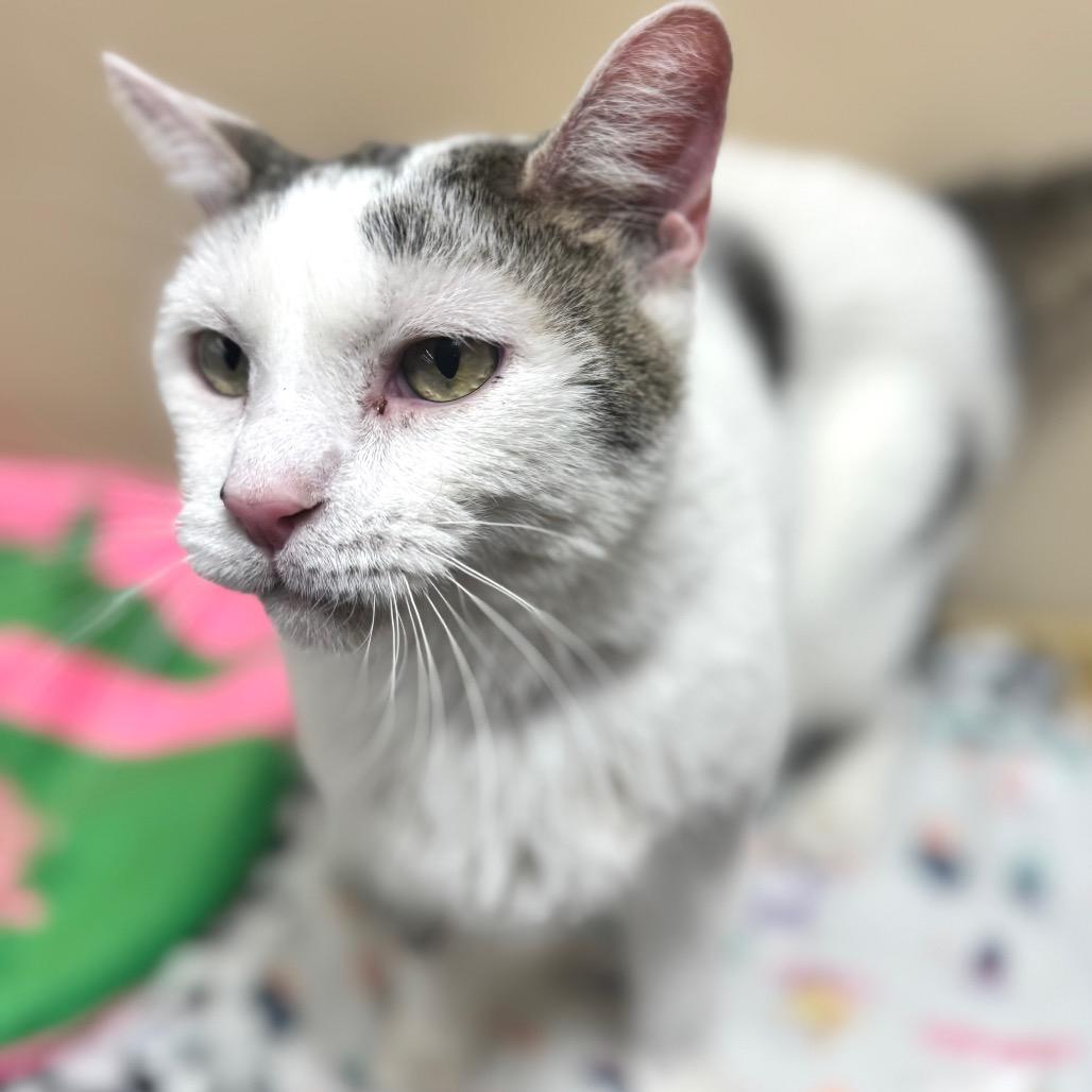 Kitty Hawk, a Adoptable Domestic Short Hair in Wheeling, IL image 1/6