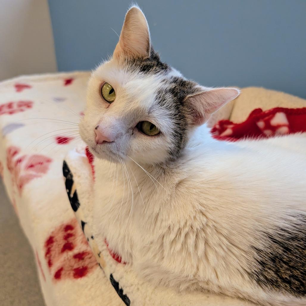Kitty Hawk, a Adoptable Domestic Short Hair in Wheeling, IL image 4/6