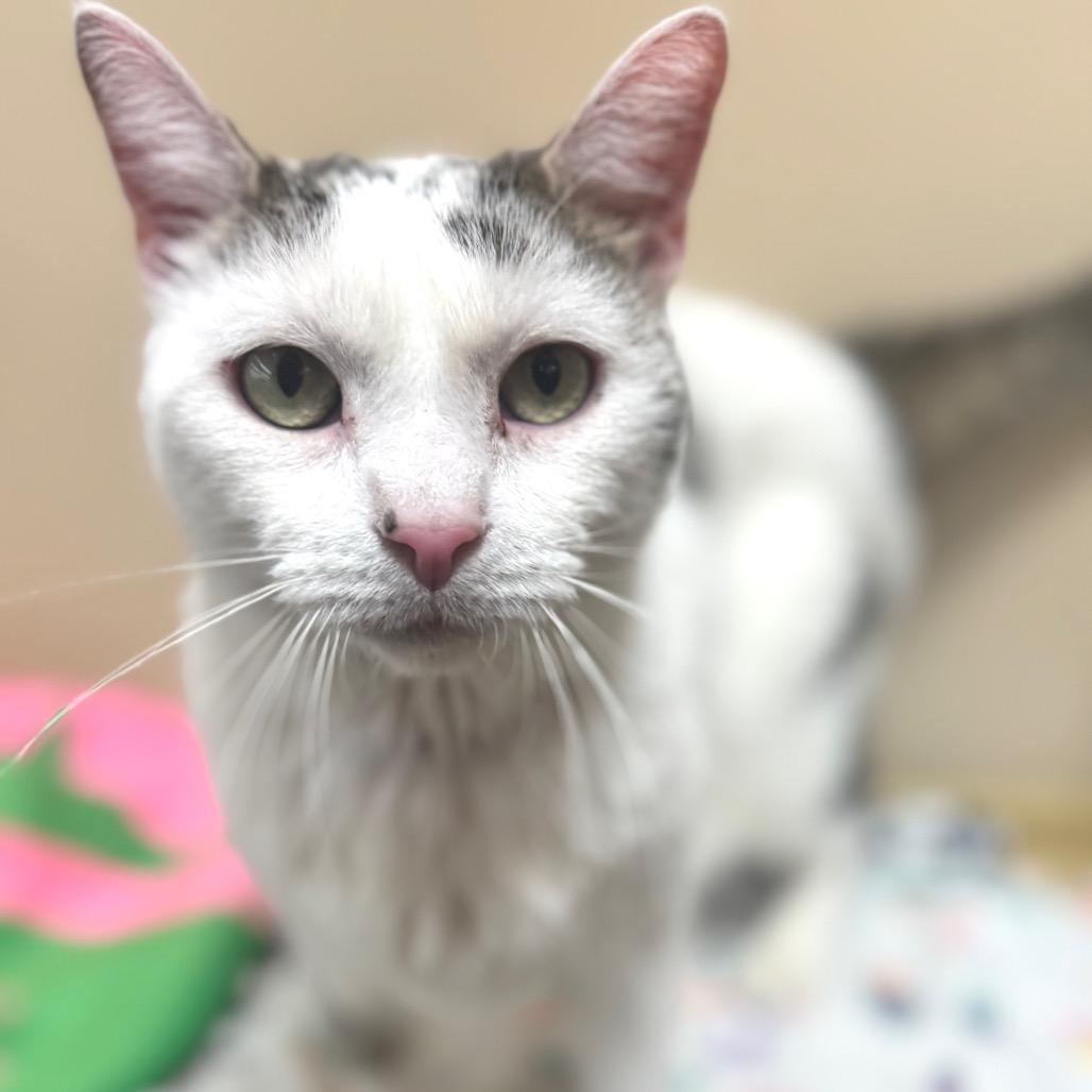 Kitty Hawk, a Adoptable Domestic Short Hair in Wheeling, IL image 5/6
