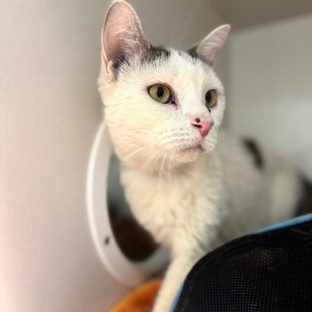 Kitty Hawk, a Adoptable Domestic Short Hair in Wheeling, IL image 6/6