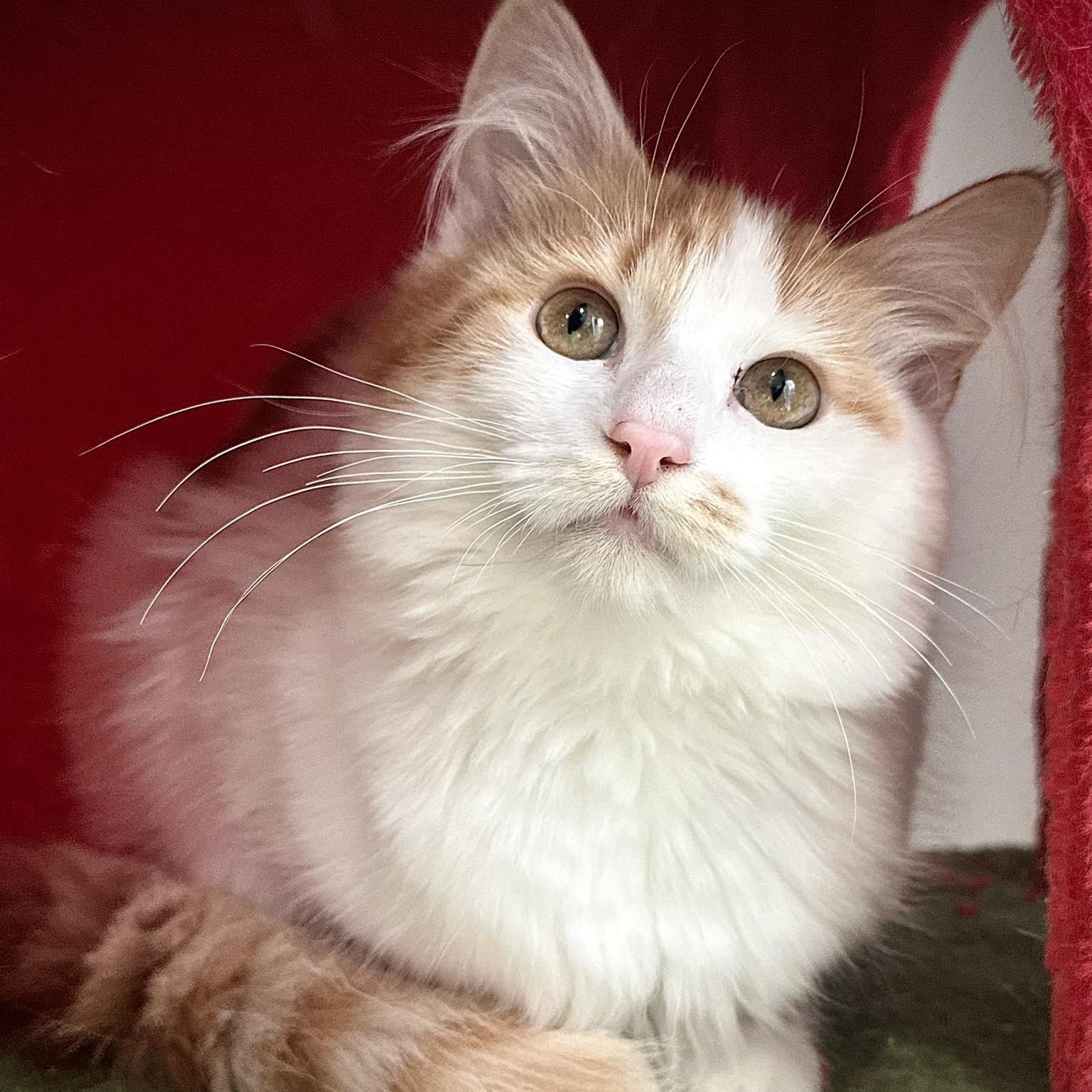 Butters, ADOPTABLE, Kitten Female Domestic Long Hair.