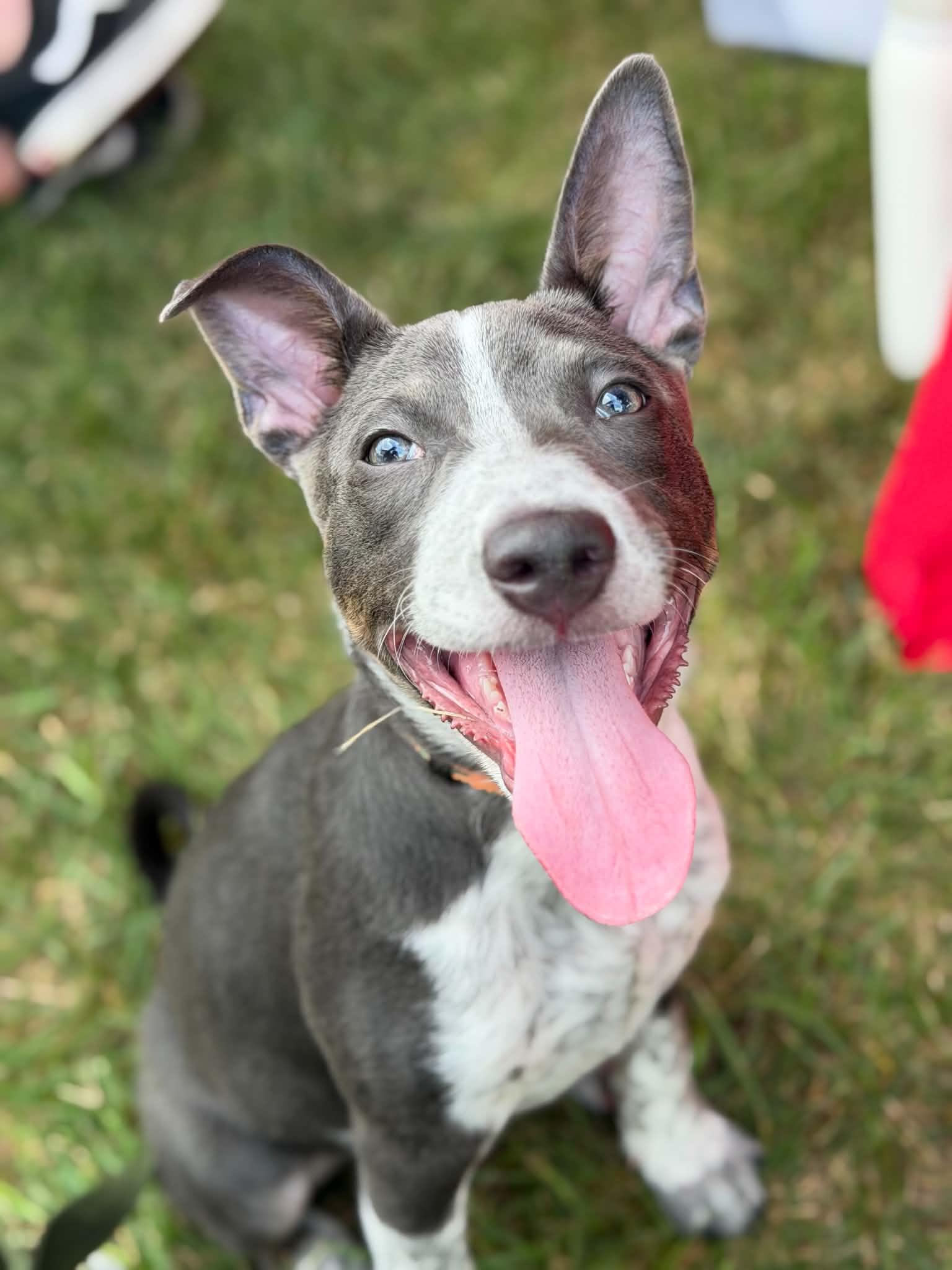 Beefy, an adoptable mixed breed in Cedar Rapids, IA image 3/6