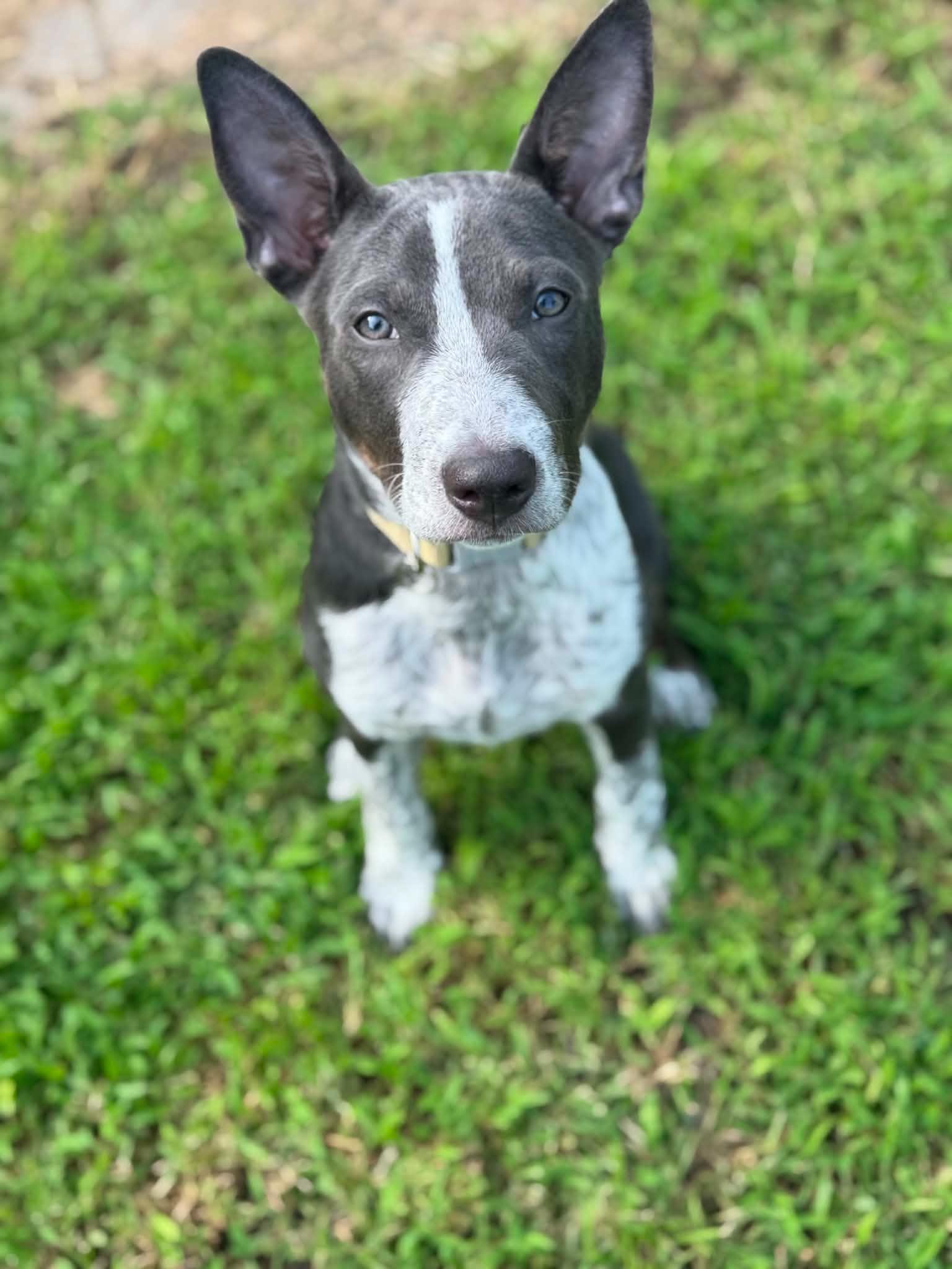 Beefy, adoptable, Puppy Male Australian Cattle Dog / Blue Heeler & Mixed Breed.