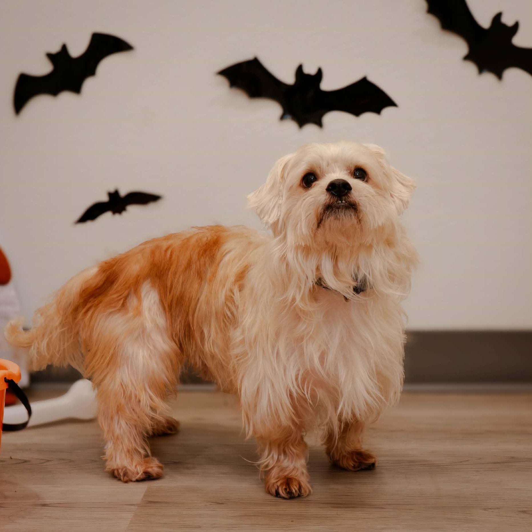 Pants, Adoptable, Adult Male Mixed Breed.