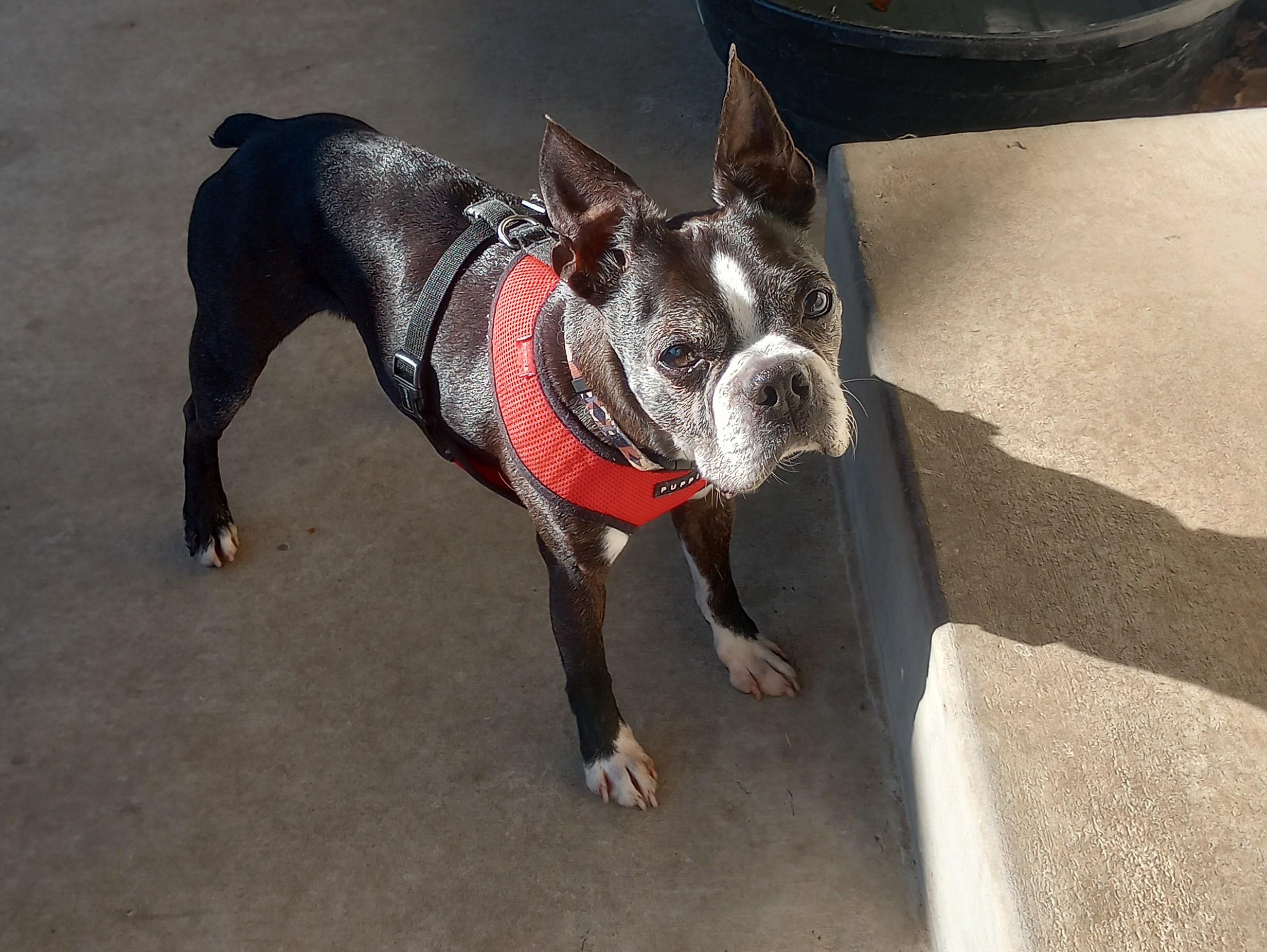 Diesel in KS, Adoptable, Senior Male Boston Terrier.