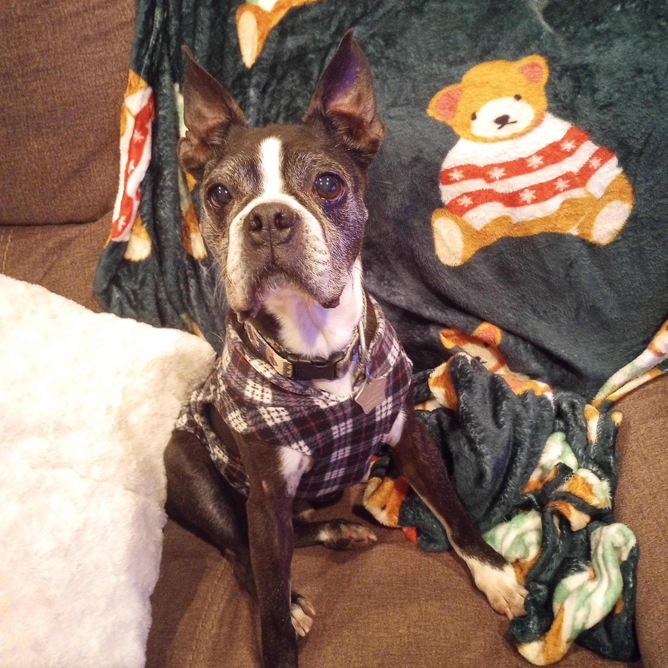 Diesel in KS, a Adoptable Boston Terrier in Wichita, KS image 2/5