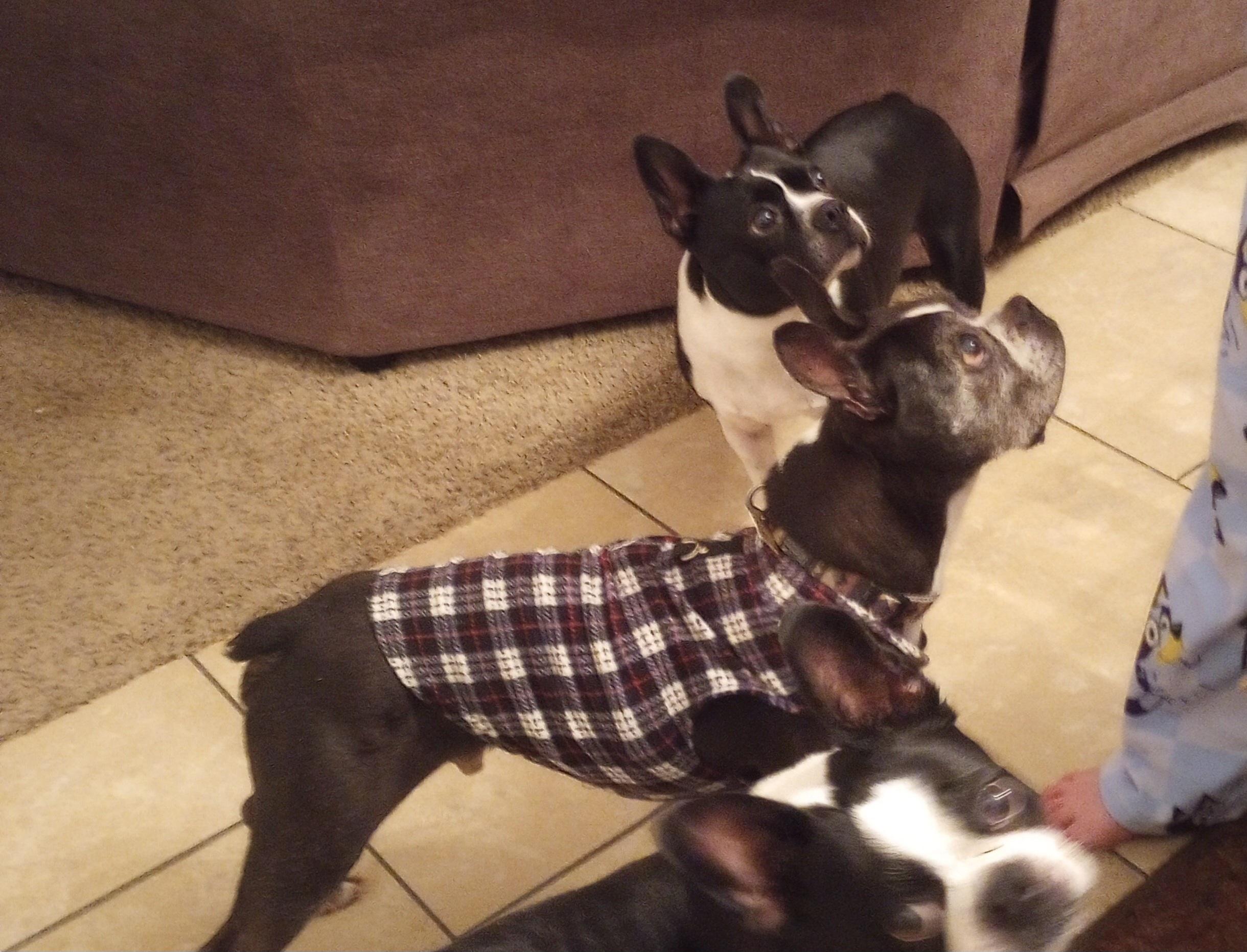 Diesel in KS, a Adoptable Boston Terrier in Wichita, KS image 3/5