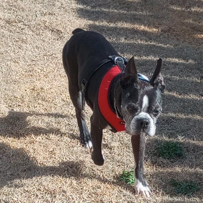 Diesel in KS, a Adoptable Boston Terrier in Wichita, KS image 4/5