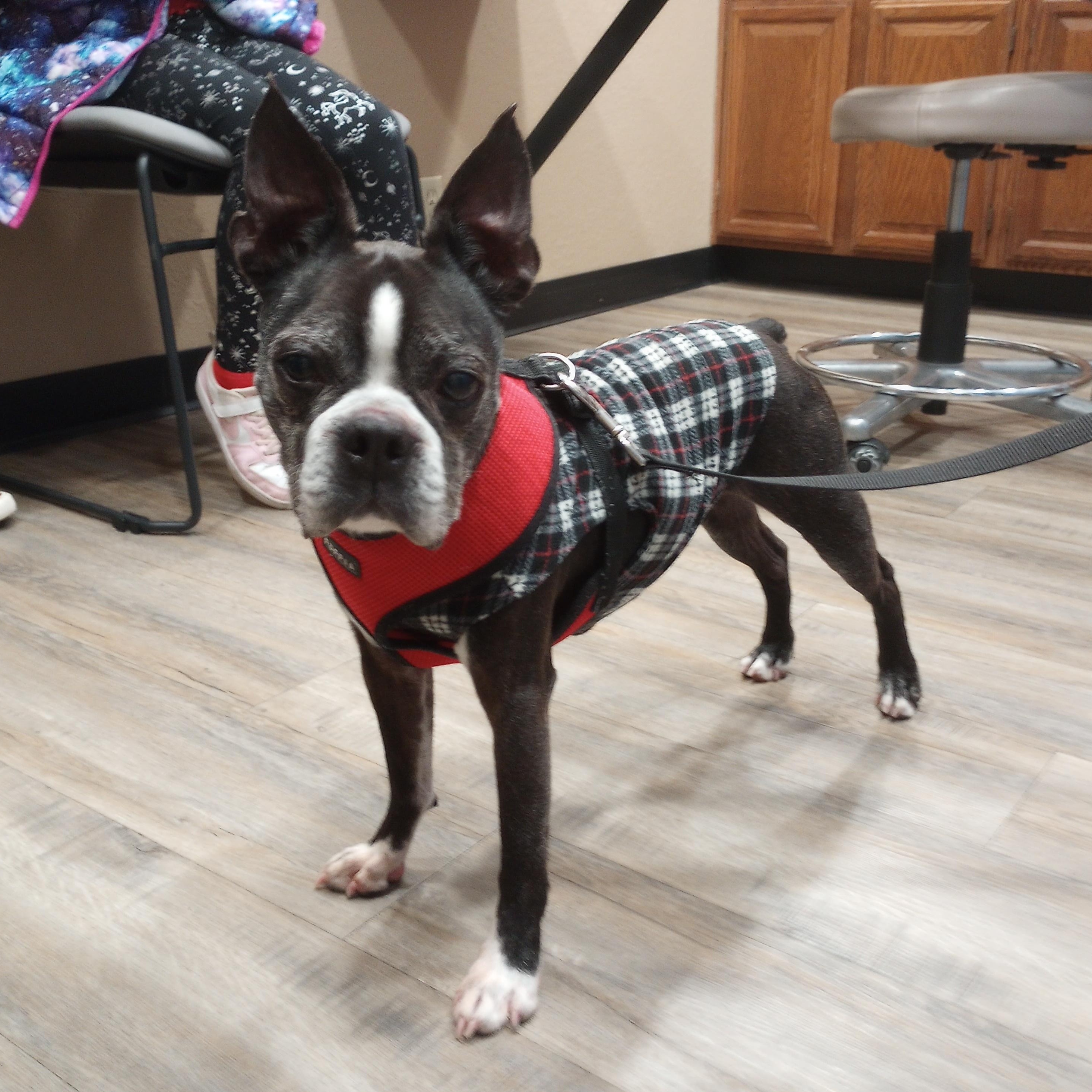 Diesel in KS, a Adoptable Boston Terrier in Wichita, KS image 5/5