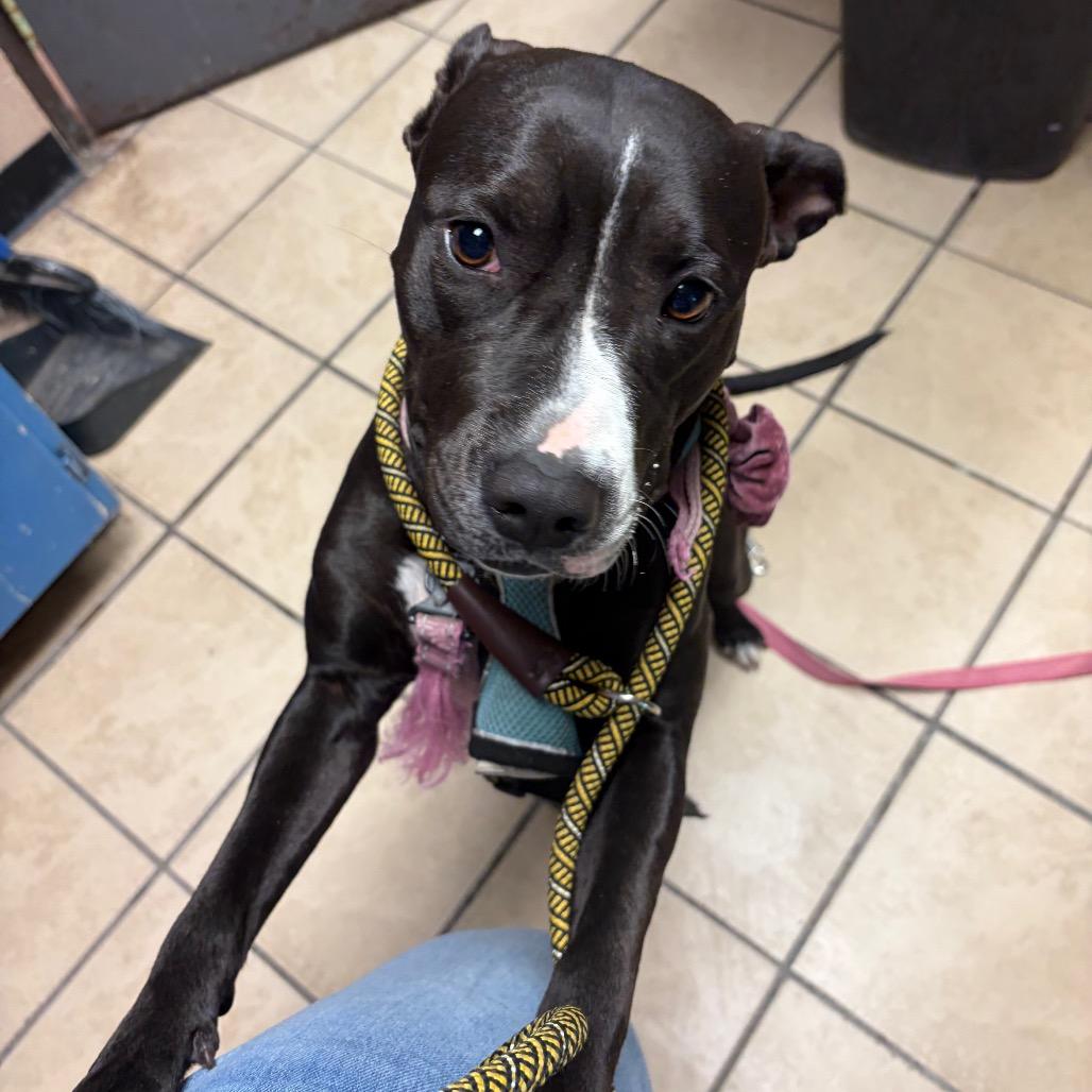 Enlarge Flower Child, a Adoptable Pit Bull Terrier in Newport, NC image 1/5