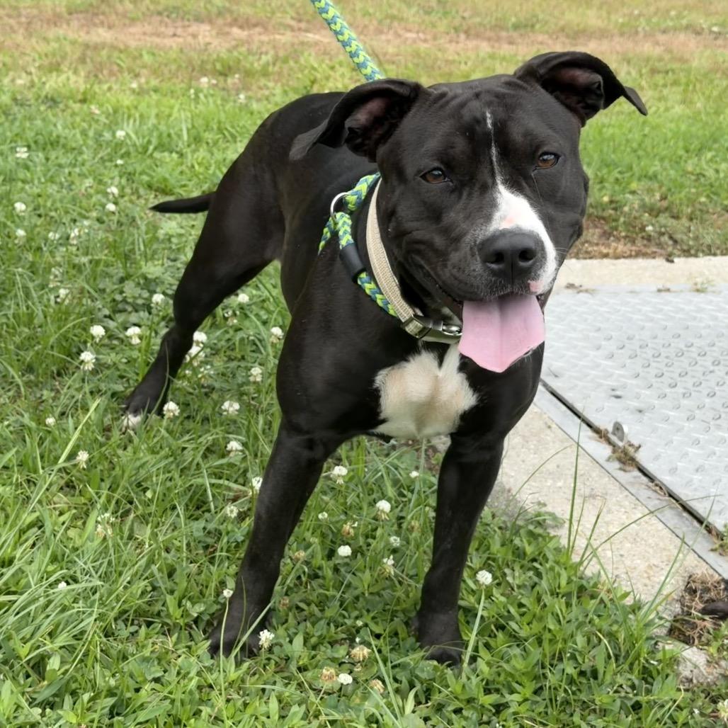 Enlarge Flower Child, a Adoptable Pit Bull Terrier in Newport, NC image 2/5