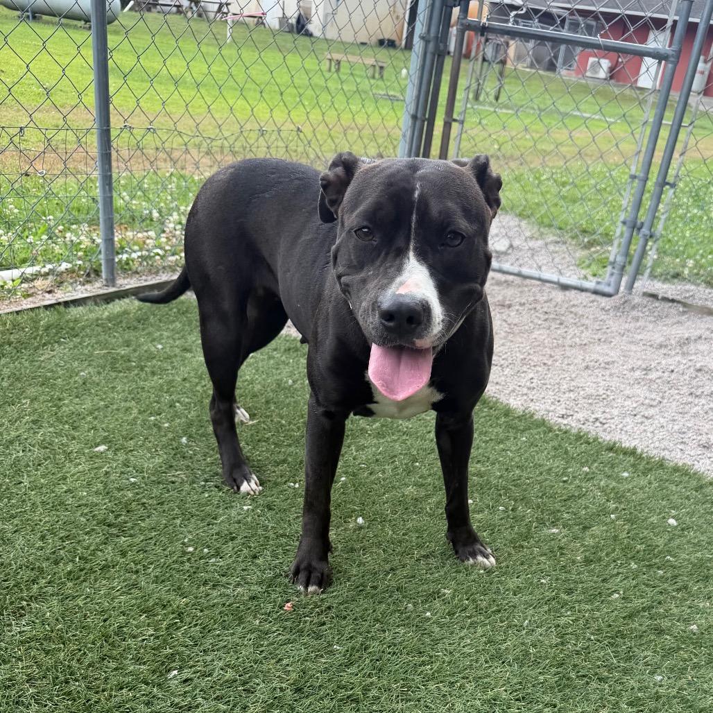 Enlarge Flower Child, a Adoptable Pit Bull Terrier in Newport, NC image 3/5